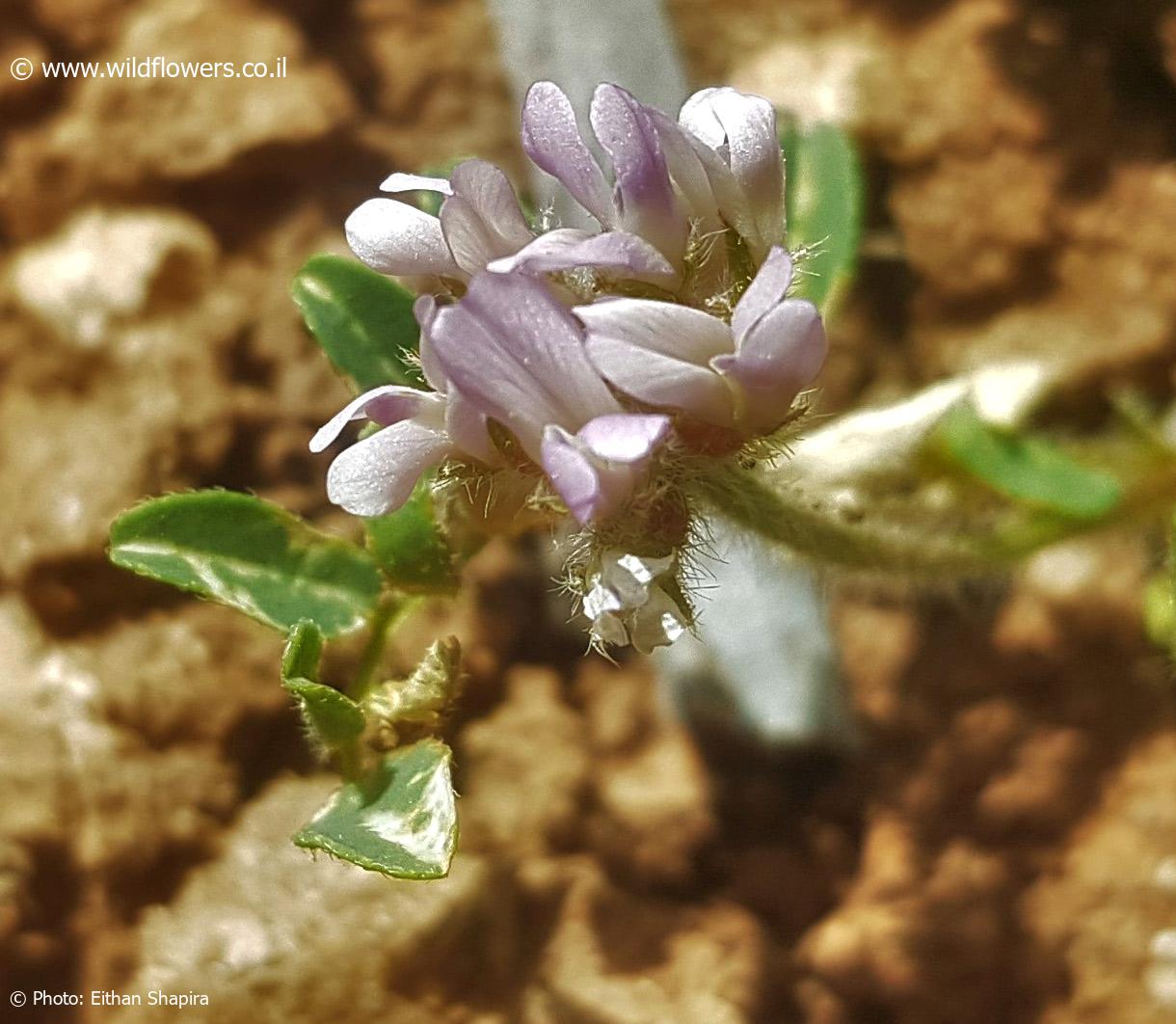 Astragalus  echinatus